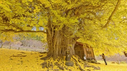 4k秋日唯美银杏