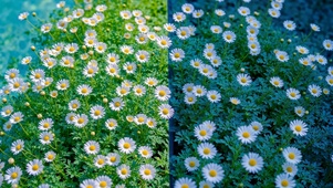清新治愈白雏菊小花田
