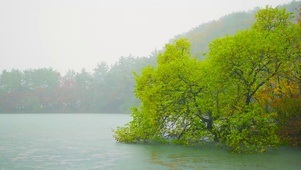 雨天的湖边绿树 