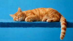 猫咪