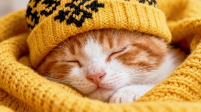 软乎乎可爱橘猫