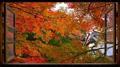 窗外唯美的红叶