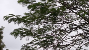 植物花草树木升格