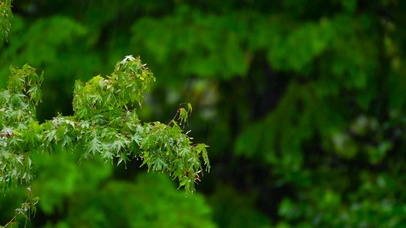 护眼雨中绿叶