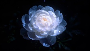 芍药花