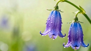 雨天花朵