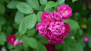 雨中月季花