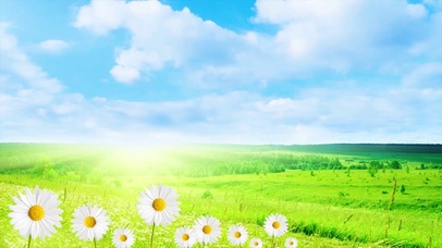 蓝天草地小花(风景动态壁纸) - 动态壁纸下载 - 元气壁纸