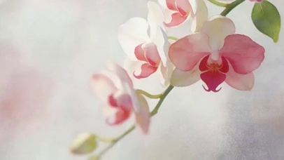 护眼花朵带鱼屏