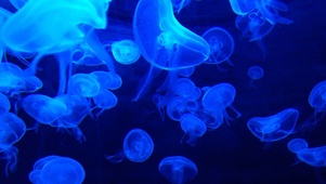 深海水母