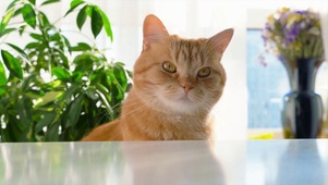 可爱的大橘猫