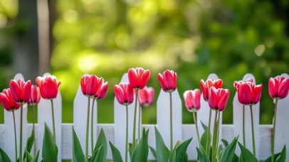 唯美的郁金香花丛