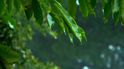 风雨中摇摆的树叶