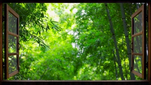 4K翠绿竹林
