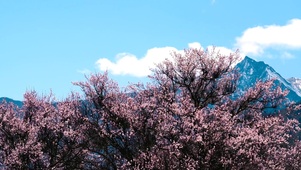 4K川西著名5A景区索松村桃花