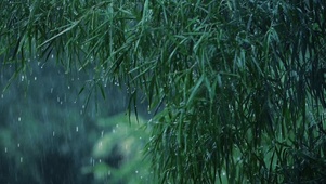 竹林雨景