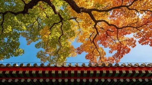 秋天的枫叶