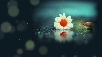 唯美治愈系小花