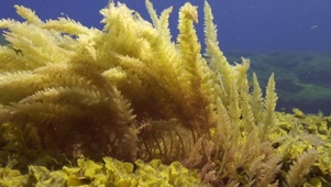 海藻随波飘摇