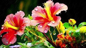 清新微距鲜花