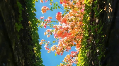 青苔小巷鲜花