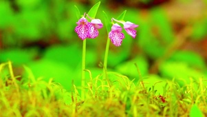 4K护眼山间野花