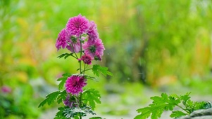 雨中紫菊4K