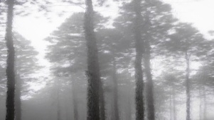 下雨天的迷雾森林
