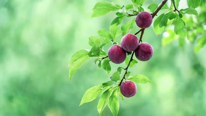 李子树