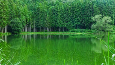 绿林湖面