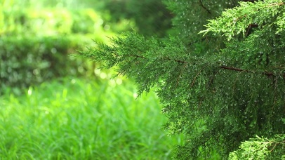 松树上的水滴