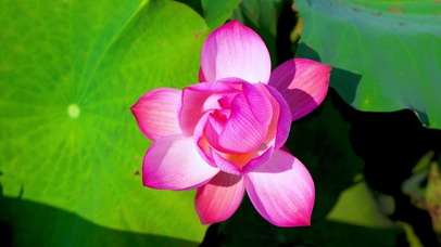 一朵粉色荷花