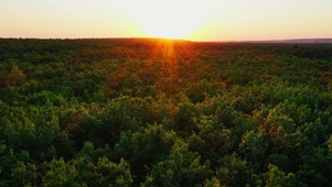 4K治愈夕阳树梢