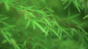 唯美护眼竹林