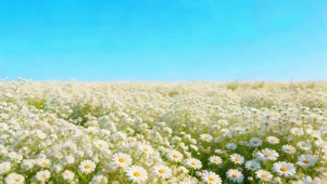 蓝天下邹菊