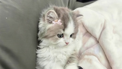 可爱小猫咪