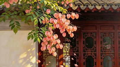 古院栾树花