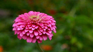红色鲜花