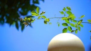 4k唯美夏日阳光植物