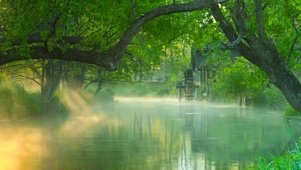 清晨阳光雾气绿林流水
