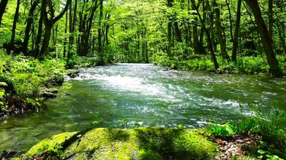 夏日阳光绿林流水