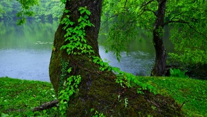 4K雨中湖边绿树