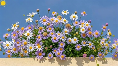 小雏菊