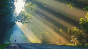 公路树林阳光