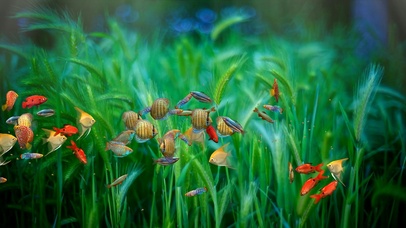 护眼小清新鱼群