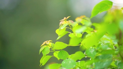唯美绿植