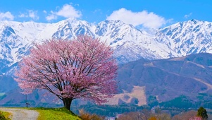 唯美雪山樱花树