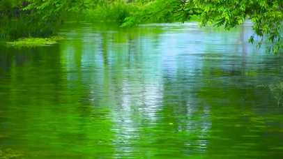 4K夏日绿水流