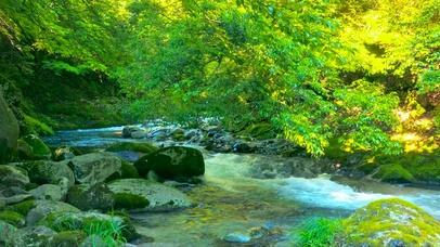 夏日护眼绿林流水
