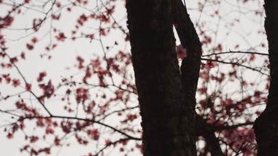 4k春天阳光穿过花朵桃花唯美